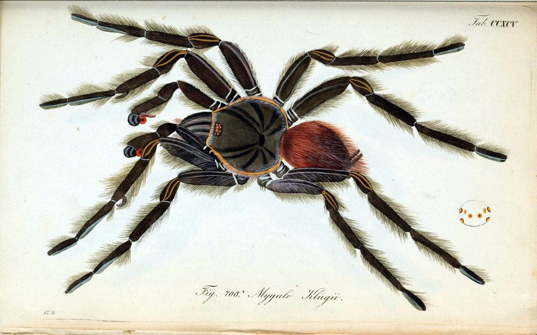 Die Arachniden :.NÃ¼rnberg :In der C. H. Zeh'schen Buchhandlung,1831-1848.. |  | Vintage Print Reproduction 470852