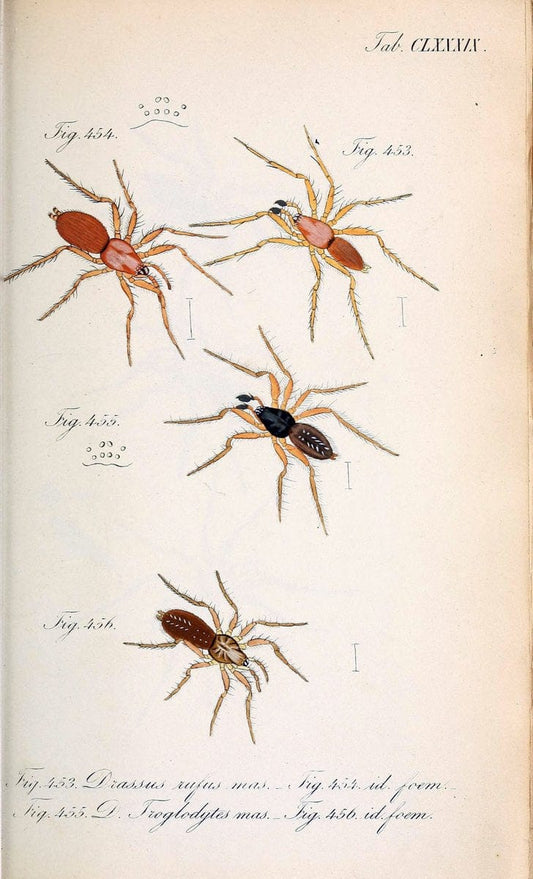 Die Arachniden :.NÃ¼rnberg :In der C. H. Zeh'schen Buchhandlung,1831-1848.. |  | Vintage Print Reproduction 470854
