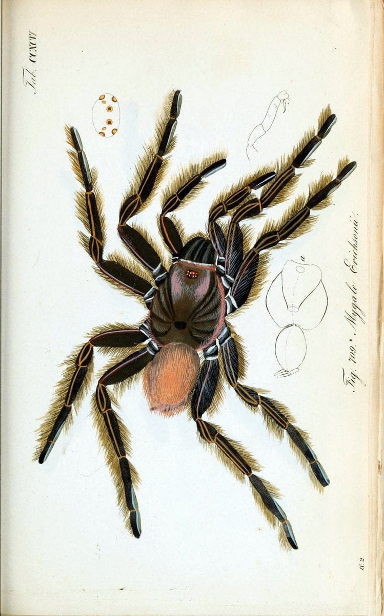 Die Arachniden :.NÃ¼rnberg :In der C. H. Zeh'schen Buchhandlung,1831-1848.. |  | Vintage Print Reproduction 470855