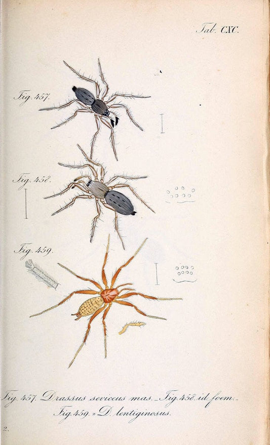 Die Arachniden :.NÃ¼rnberg :In der C. H. Zeh'schen Buchhandlung,1831-1848.. |  | Vintage Print Reproduction 470856