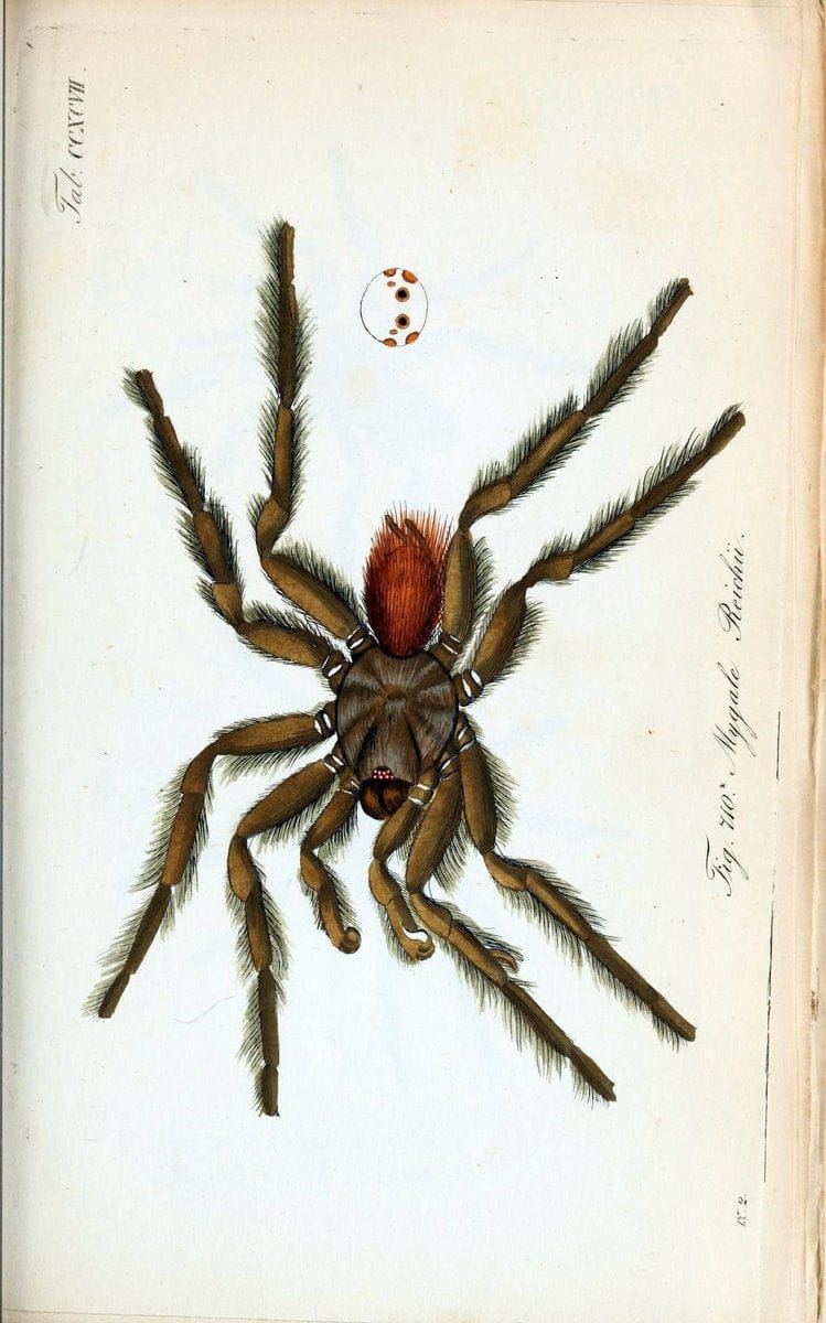 Die Arachniden :.NÃ¼rnberg :In der C. H. Zeh'schen Buchhandlung,1831-1848.. |  | Vintage Print Reproduction 470857