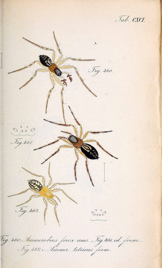 Die Arachniden :.NÃ¼rnberg :In der C. H. Zeh'schen Buchhandlung,1831-1848.. |  | Vintage Print Reproduction 470858