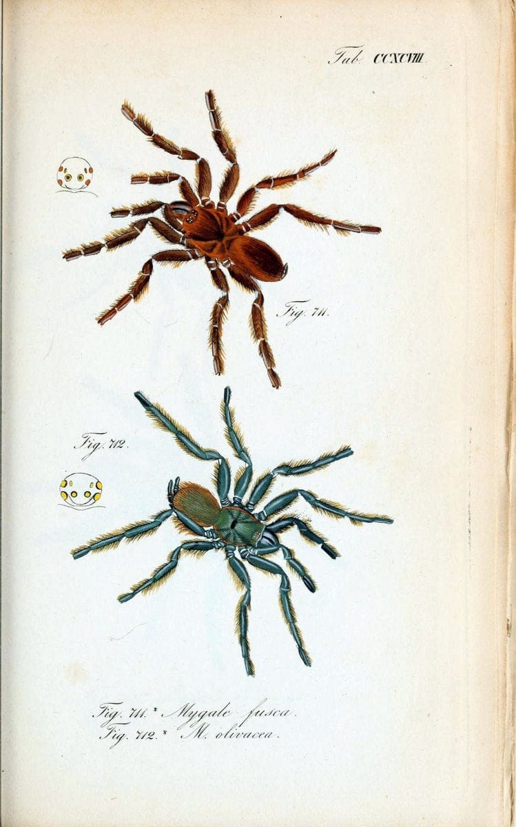 Die Arachniden :.NÃ¼rnberg :In der C. H. Zeh'schen Buchhandlung,1831-1848.. |  | Vintage Print Reproduction 470859