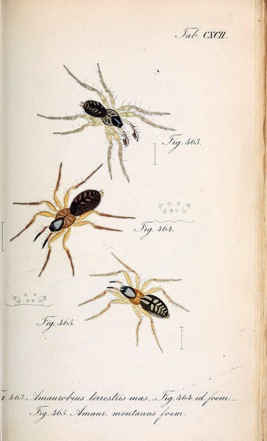 Die Arachniden :.NÃ¼rnberg :In der C. H. Zeh'schen Buchhandlung,1831-1848.. |  | Vintage Print Reproduction 470860