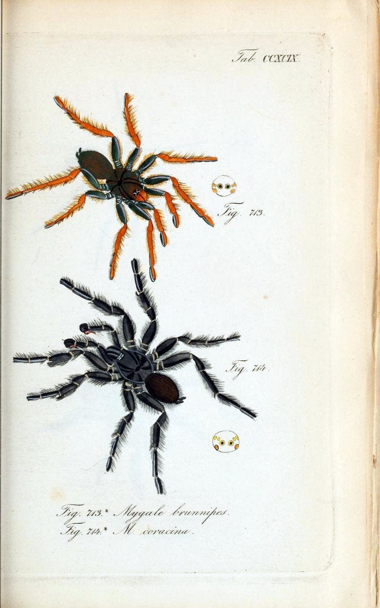 Die Arachniden :.NÃ¼rnberg :In der C. H. Zeh'schen Buchhandlung,1831-1848.. |  | Vintage Print Reproduction 470861