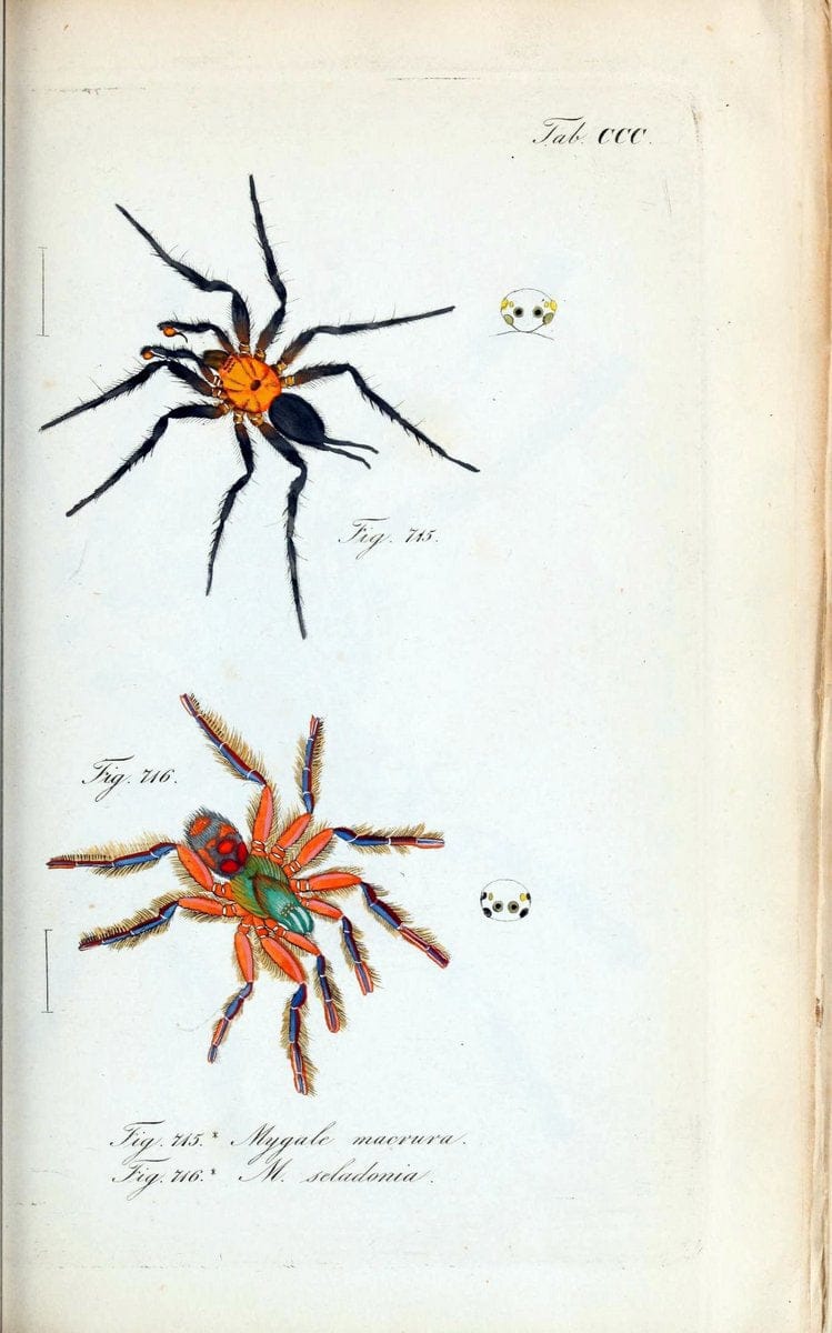 Die Arachniden :.NÃ¼rnberg :In der C. H. Zeh'schen Buchhandlung,1831-1848.. |  | Vintage Print Reproduction 470863