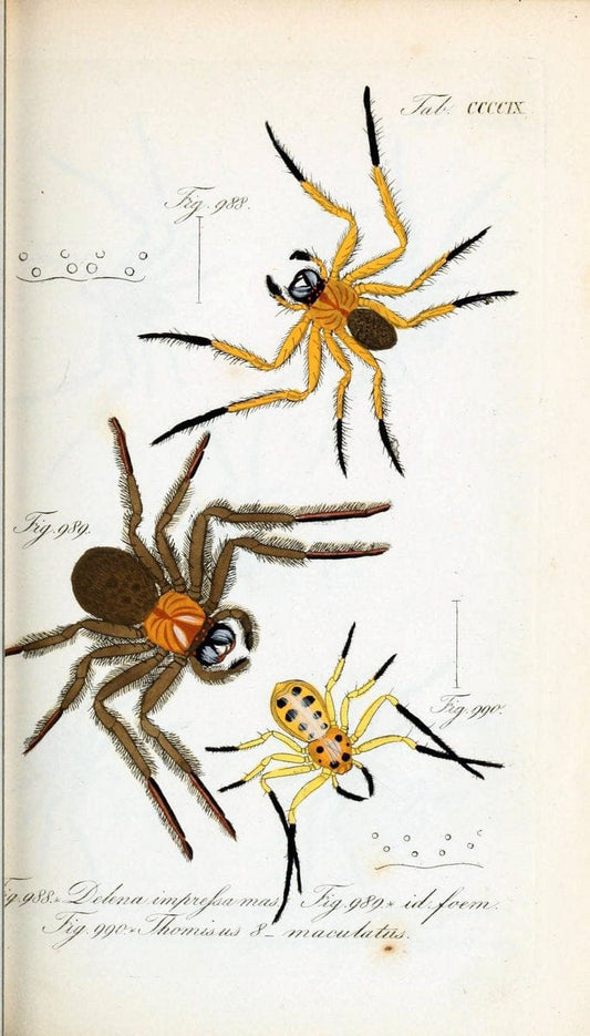 Die Arachniden :.NÃ¼rnberg :In der C. H. Zeh'schen Buchhandlung,1831-1848.  | Arachnida  | Vintage Print Reproduction 470864