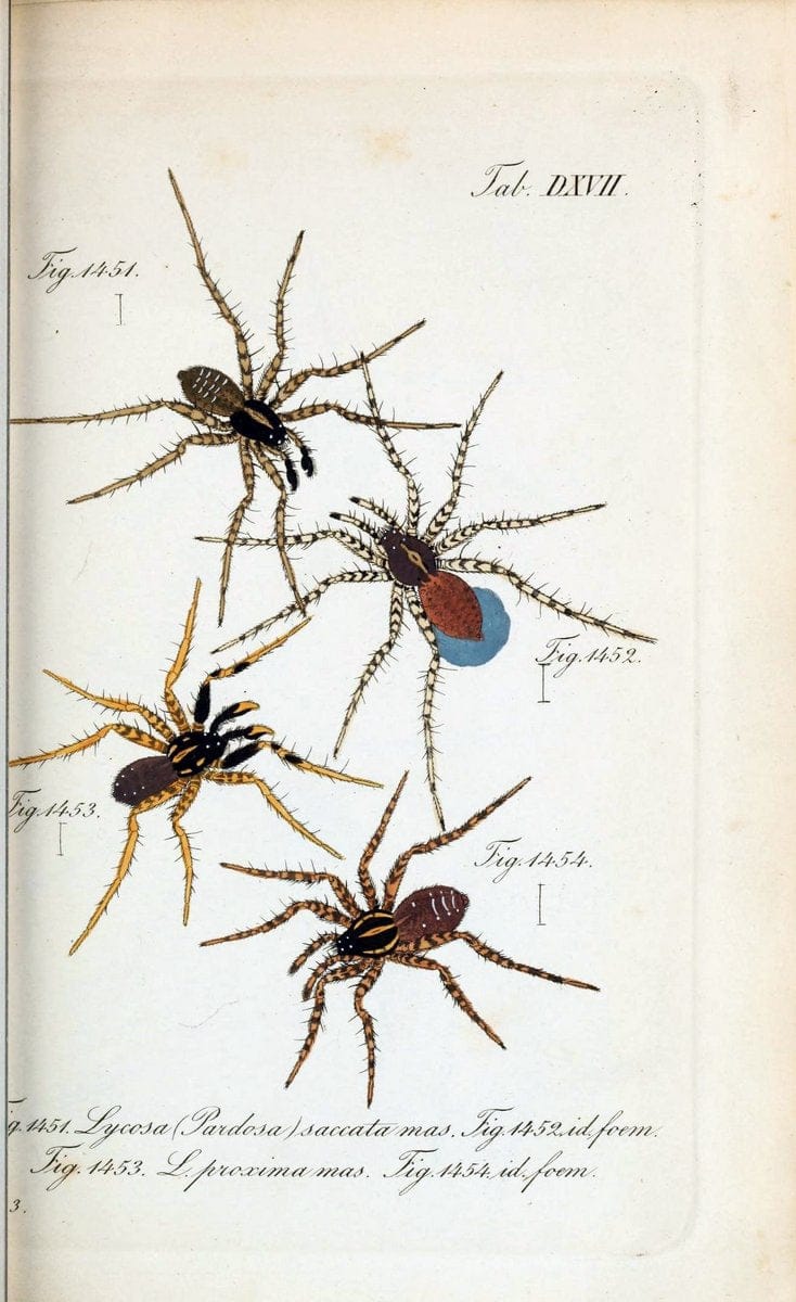 Die Arachniden :.NÃ¼rnberg :In der C. H. Zeh'schen Buchhandlung,1831-1848.  | Arachnida  | Vintage Print Reproduction 470865