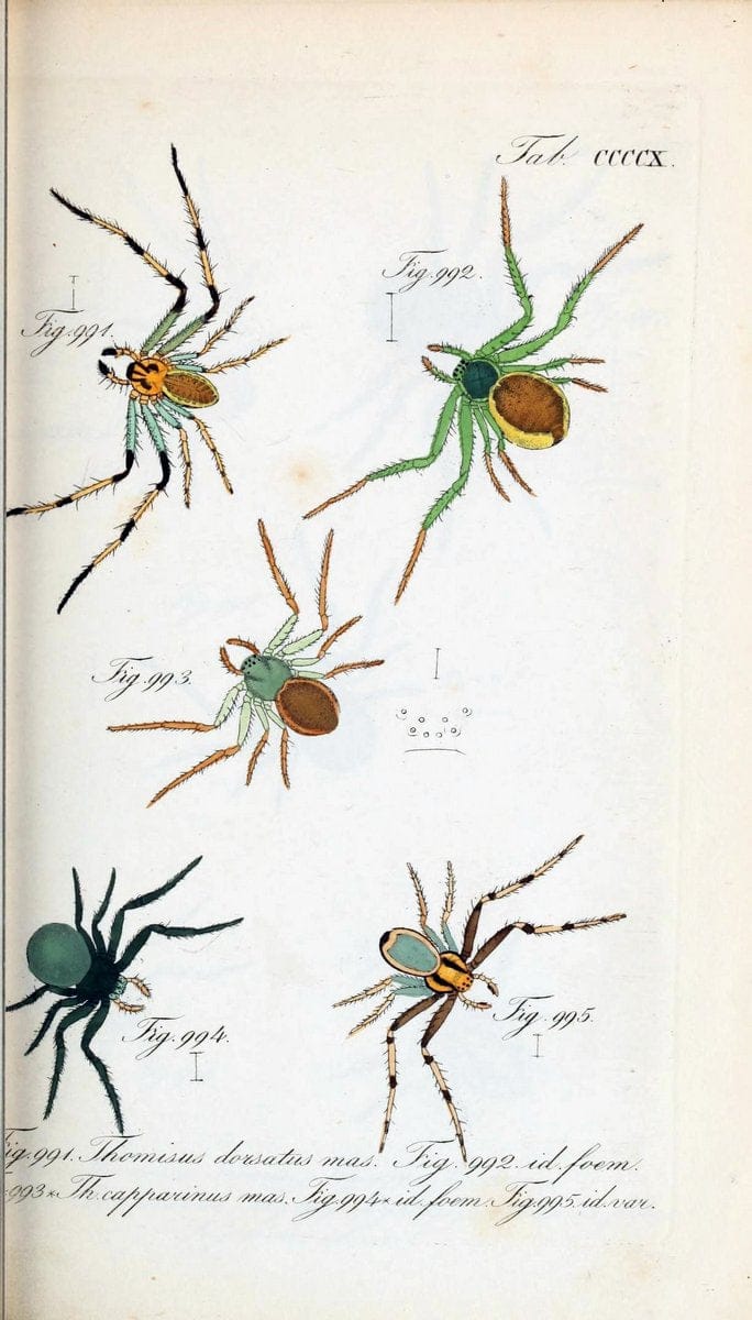 Die Arachniden :.NÃ¼rnberg :In der C. H. Zeh'schen Buchhandlung,1831-1848.  | Arachnida  | Vintage Print Reproduction 470866