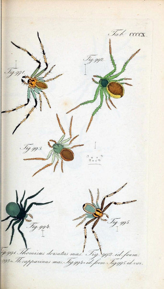 Die Arachniden :.NÃ¼rnberg :In der C. H. Zeh'schen Buchhandlung,1831-1848.  | Arachnida  | Vintage Print Reproduction 470866