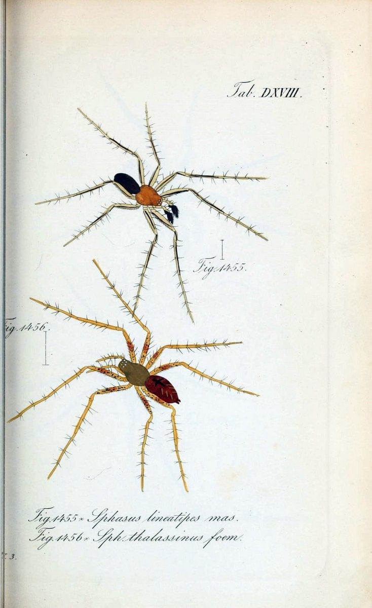 Die Arachniden :.NÃ¼rnberg :In der C. H. Zeh'schen Buchhandlung,1831-1848.  | Arachnida  | Vintage Print Reproduction 470867
