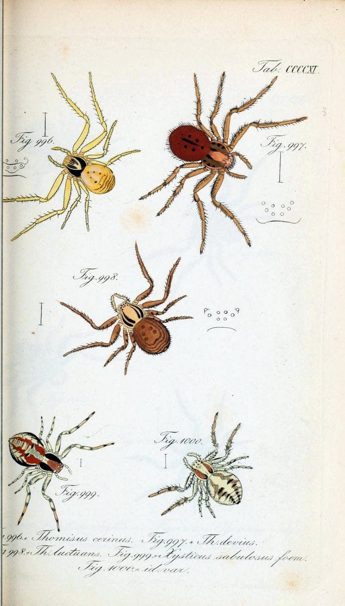 Die Arachniden :.NÃ¼rnberg :In der C. H. Zeh'schen Buchhandlung,1831-1848.  | Arachnida  | Vintage Print Reproduction 470868