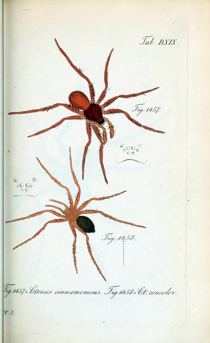 Die Arachniden :.NÃ¼rnberg :In der C. H. Zeh'schen Buchhandlung,1831-1848.  | Arachnida  | Vintage Print Reproduction 470869
