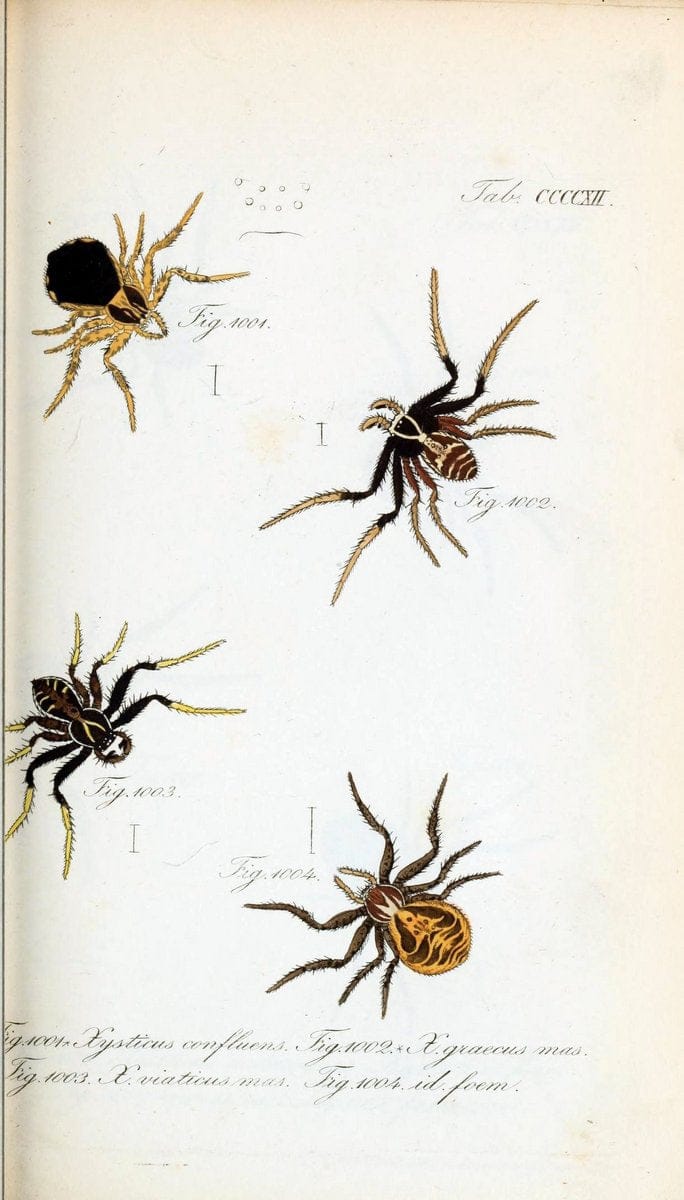 Die Arachniden :.NÃ¼rnberg :In der C. H. Zeh'schen Buchhandlung,1831-1848.  | Arachnida  | Vintage Print Reproduction 470870