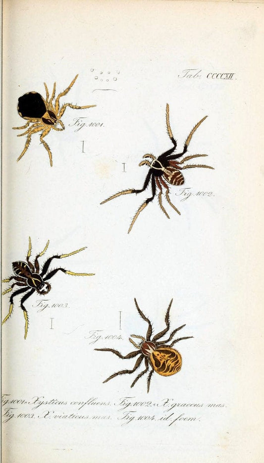Die Arachniden :.NÃ¼rnberg :In der C. H. Zeh'schen Buchhandlung,1831-1848.  | Arachnida  | Vintage Print Reproduction 470870