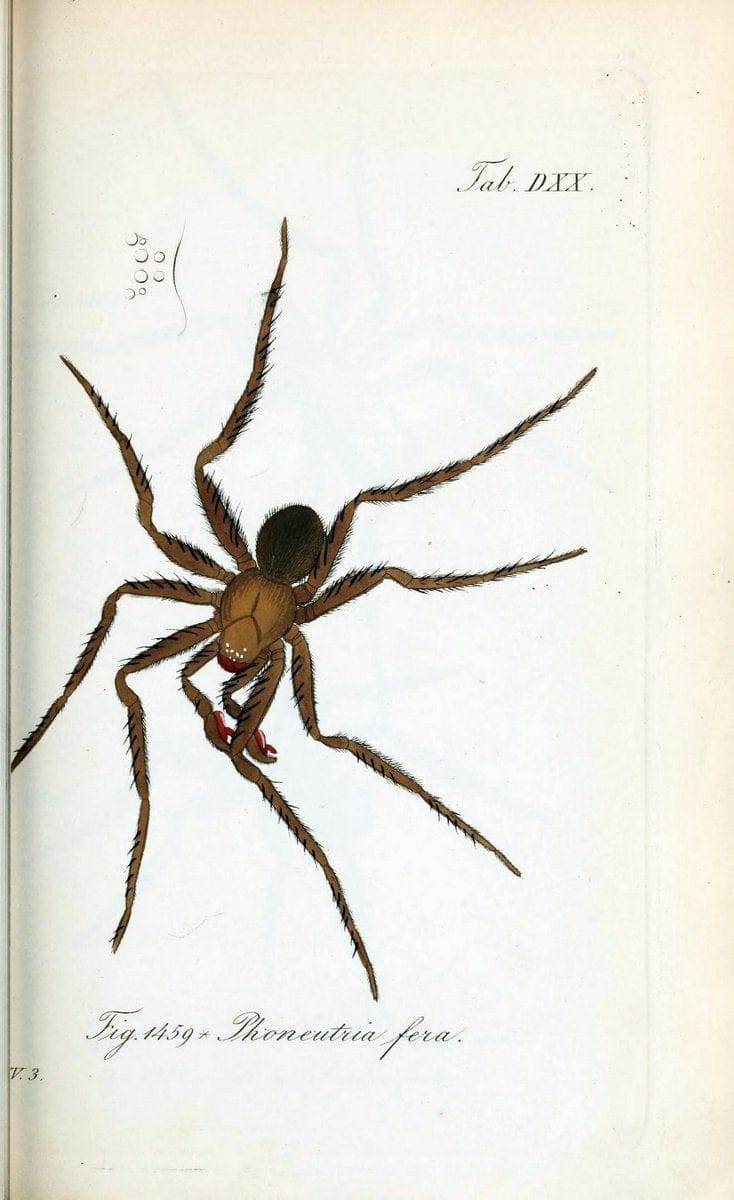 Die Arachniden :.NÃ¼rnberg :In der C. H. Zeh'schen Buchhandlung,1831-1848.  | Arachnida  | Vintage Print Reproduction 470871