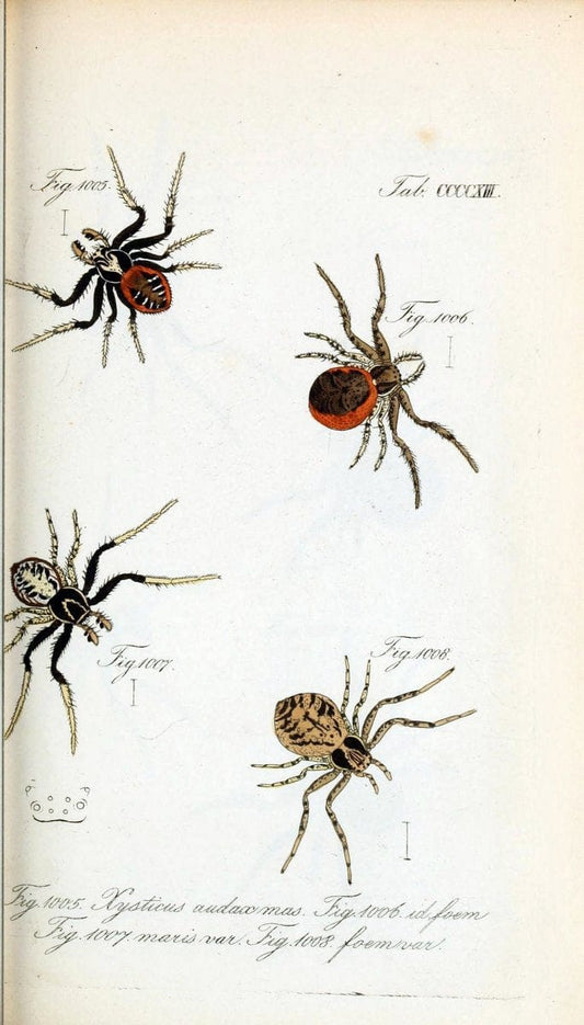 Die Arachniden :.NÃ¼rnberg :In der C. H. Zeh'schen Buchhandlung,1831-1848.  | Arachnida  | Vintage Print Reproduction 470872