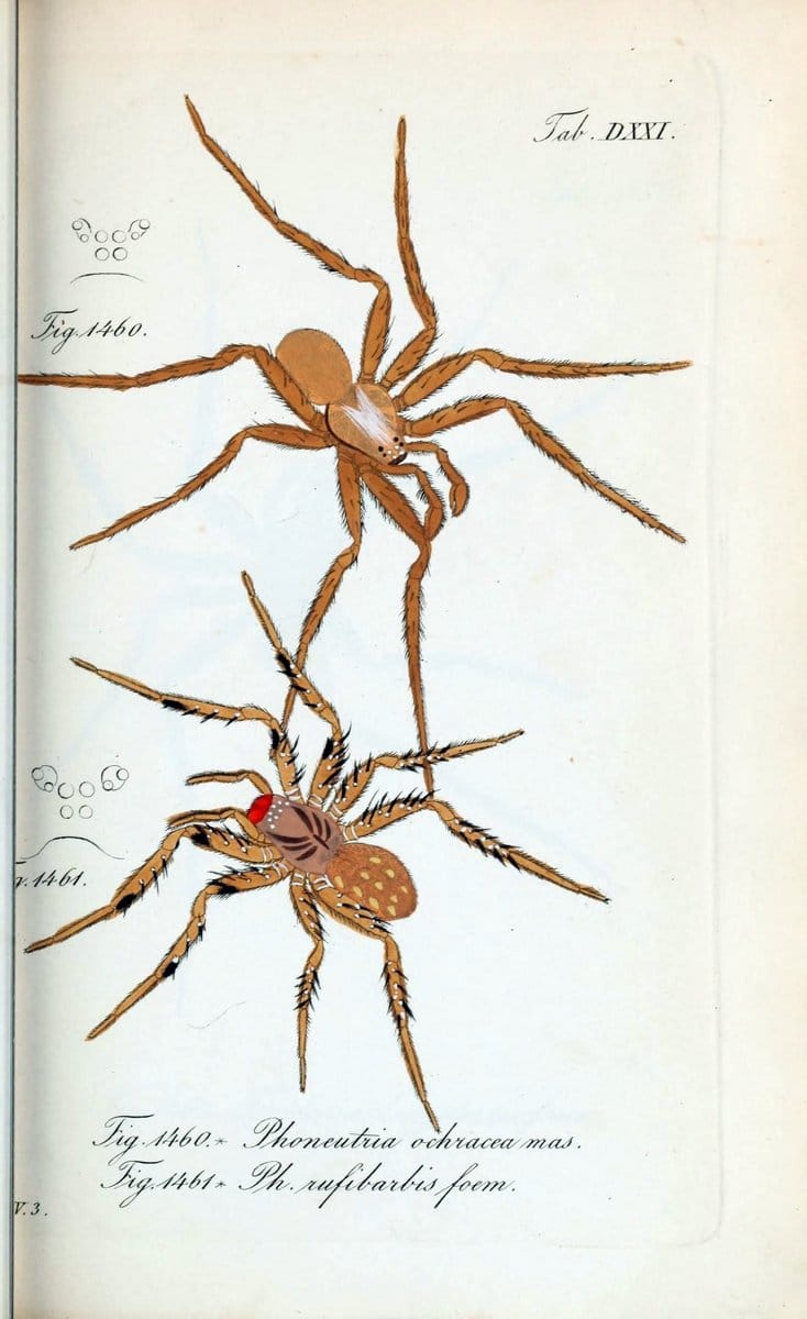 Die Arachniden :.NÃ¼rnberg :In der C. H. Zeh'schen Buchhandlung,1831-1848.  | Arachnida  | Vintage Print Reproduction 470873