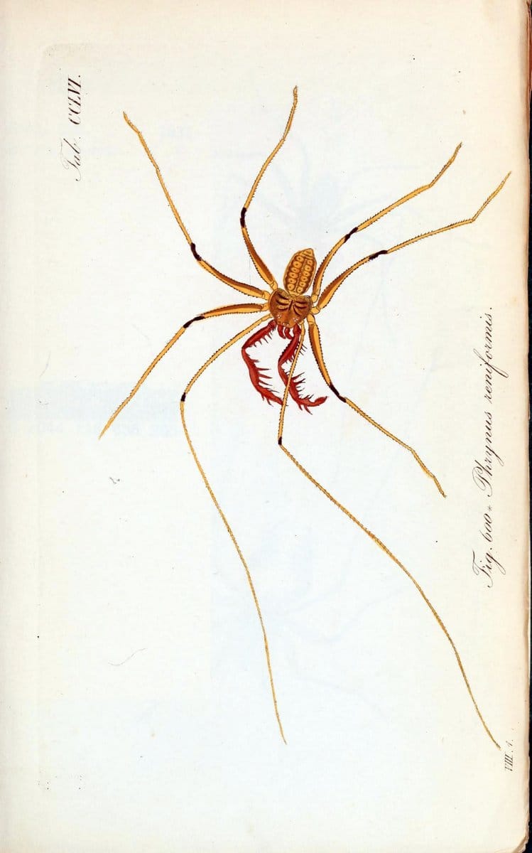 Die Arachniden :.NÃ¼rnberg :In der C. H. Zeh'schen Buchhandlung,1831-1848.  | Arachnida  | Vintage Print Reproduction 470874