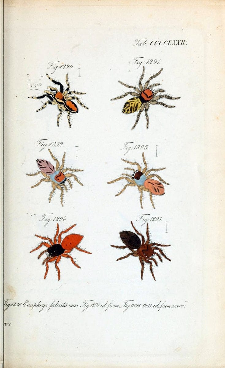 Die Arachniden :.NÃ¼rnberg :In der C. H. Zeh'schen Buchhandlung,1831-1848.  | Arachnida  | Vintage Print Reproduction 470876