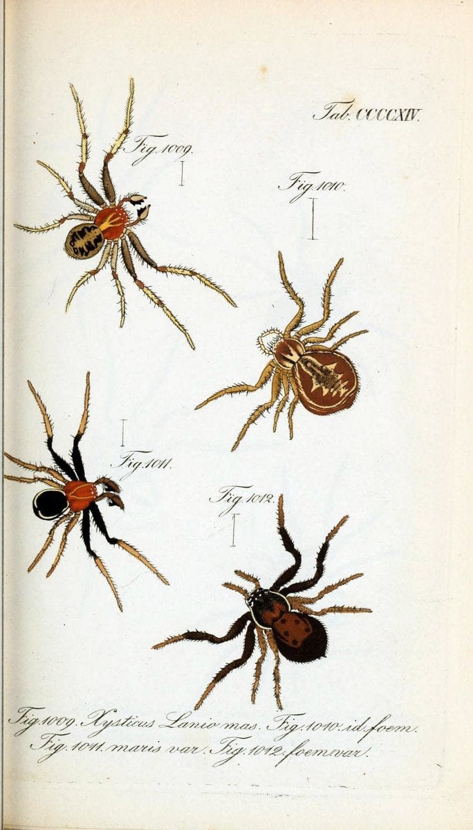 Die Arachniden :.NÃ¼rnberg :In der C. H. Zeh'schen Buchhandlung,1831-1848.  | Arachnida  | Vintage Print Reproduction 470877