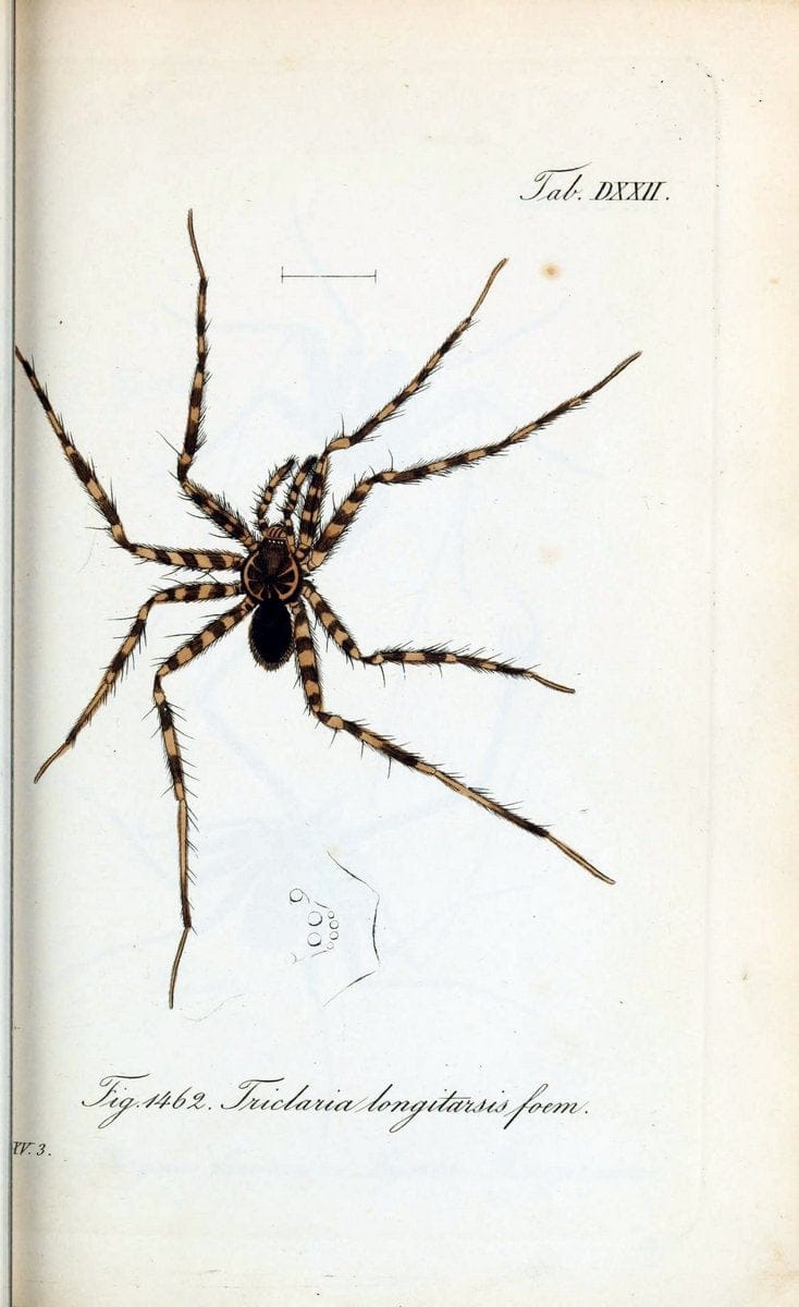 Die Arachniden :.NÃ¼rnberg :In der C. H. Zeh'schen Buchhandlung,1831-1848.  | Arachnida  | Vintage Print Reproduction 470878