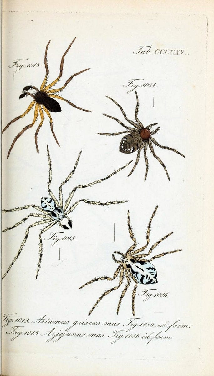 Die Arachniden :.NÃ¼rnberg :In der C. H. Zeh'schen Buchhandlung,1831-1848.  | Arachnida  | Vintage Print Reproduction 470879