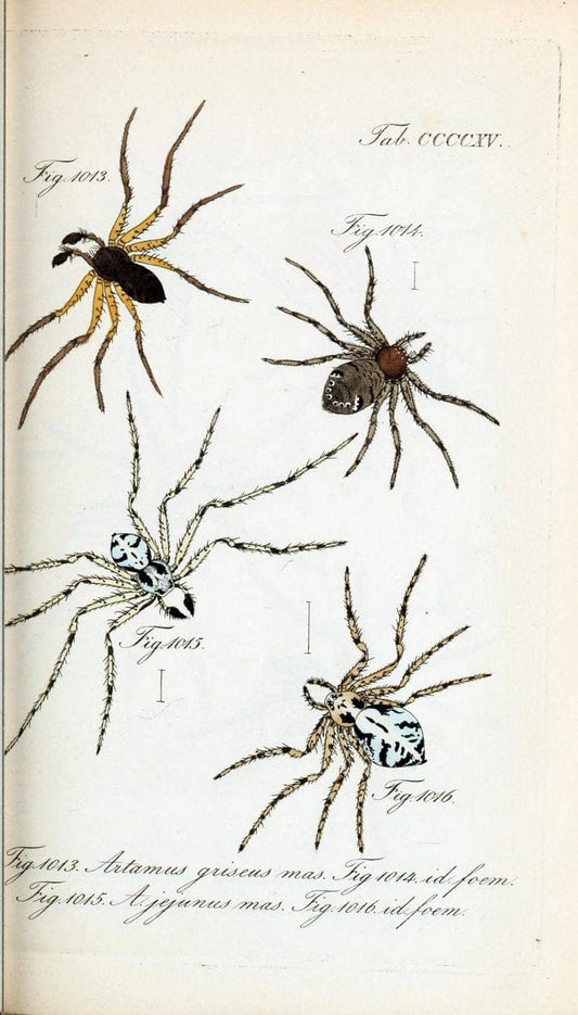 Die Arachniden :.NÃ¼rnberg :In der C. H. Zeh'schen Buchhandlung,1831-1848.  | Arachnida  | Vintage Print Reproduction 470879