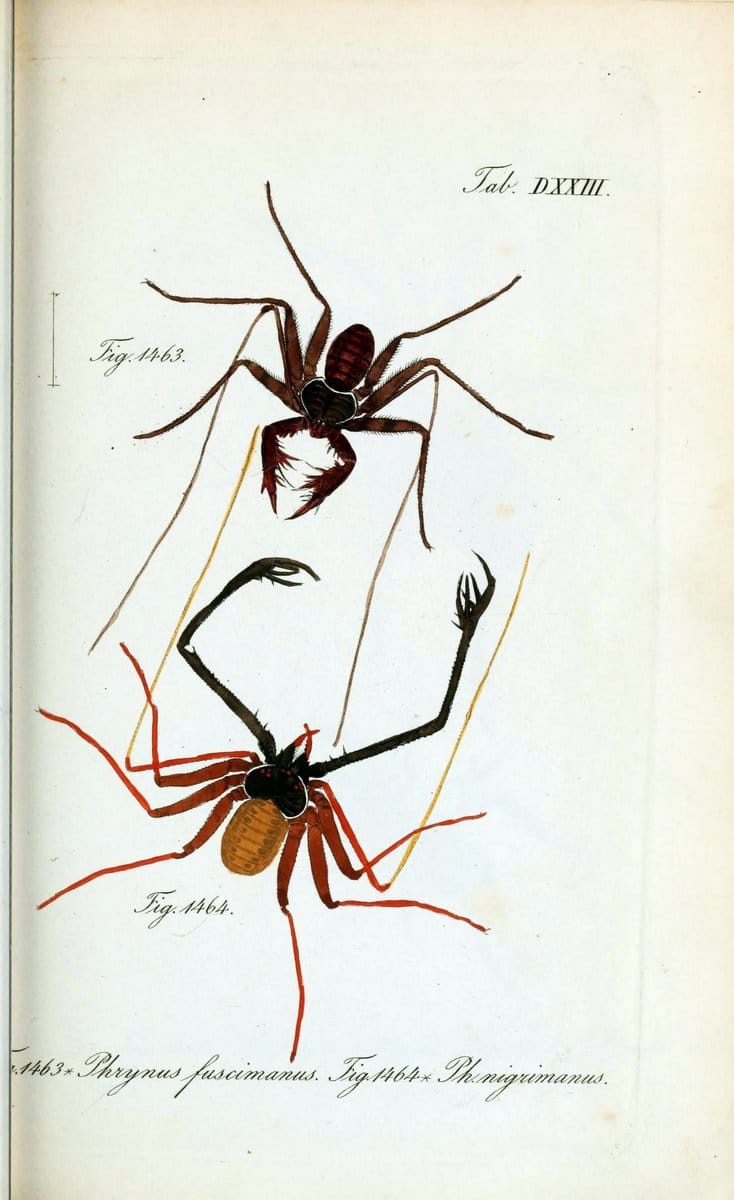 Die Arachniden :.NÃ¼rnberg :In der C. H. Zeh'schen Buchhandlung,1831-1848.  | Arachnida  | Vintage Print Reproduction 470880