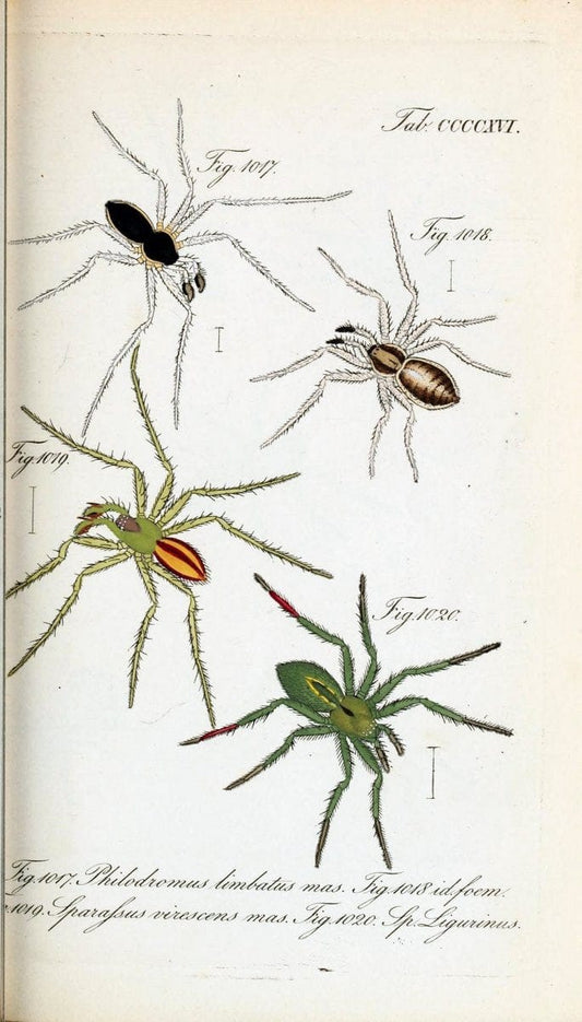 Die Arachniden :.NÃ¼rnberg :In der C. H. Zeh'schen Buchhandlung,1831-1848.  | Arachnida  | Vintage Print Reproduction 470881