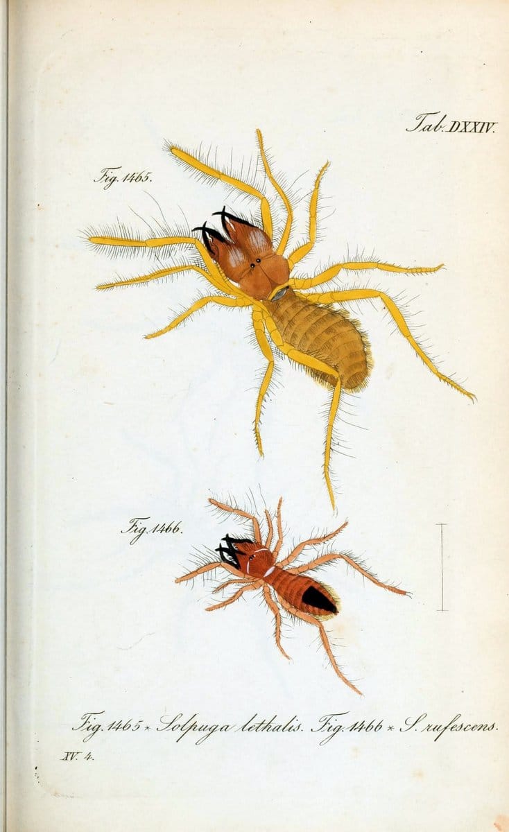 Die Arachniden :.NÃ¼rnberg :In der C. H. Zeh'schen Buchhandlung,1831-1848.  | Arachnida  | Vintage Print Reproduction 470882