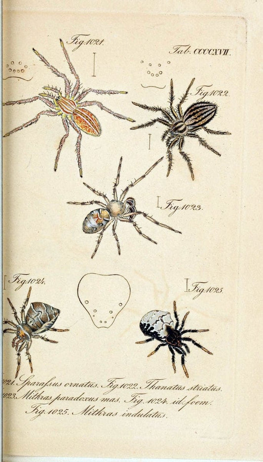 Die Arachniden :.NÃ¼rnberg :In der C. H. Zeh'schen Buchhandlung,1831-1848.  | Arachnida  | Vintage Print Reproduction 470883