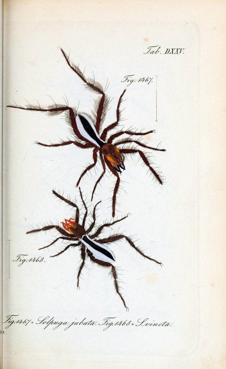 Die Arachniden :.NÃ¼rnberg :In der C. H. Zeh'schen Buchhandlung,1831-1848.  | Arachnida  | Vintage Print Reproduction 470884