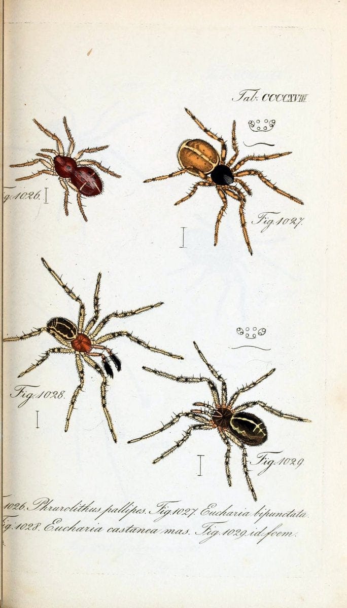 Die Arachniden :.NÃ¼rnberg :In der C. H. Zeh'schen Buchhandlung,1831-1848.  | Arachnida  | Vintage Print Reproduction 470885