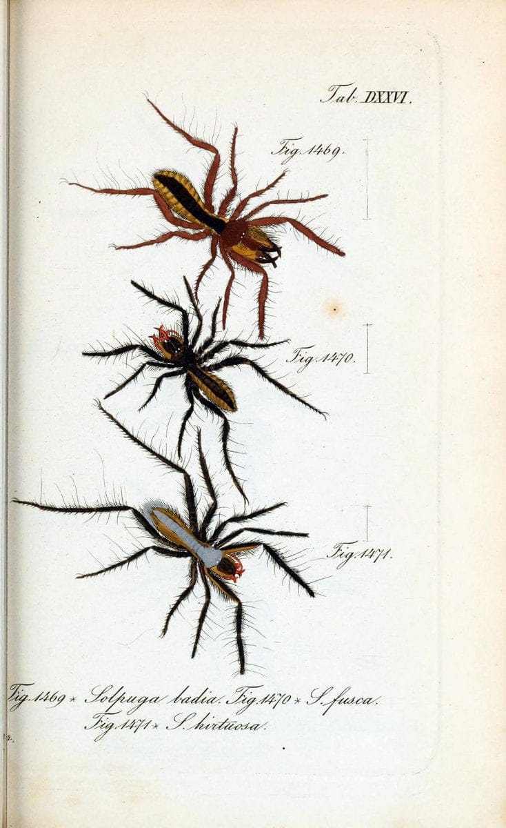 Die Arachniden :.NÃ¼rnberg :In der C. H. Zeh'schen Buchhandlung,1831-1848.  | Arachnida  | Vintage Print Reproduction 470886