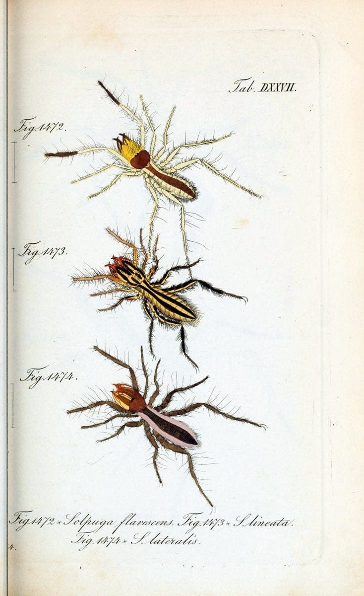 Die Arachniden :.NÃ¼rnberg :In der C. H. Zeh'schen Buchhandlung,1831-1848.  | Arachnida  | Vintage Print Reproduction 470888