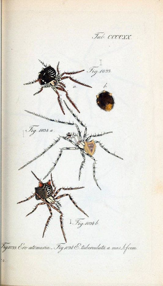 Die Arachniden :.NÃ¼rnberg :In der C. H. Zeh'schen Buchhandlung,1831-1848.  | Arachnida  | Vintage Print Reproduction 470889