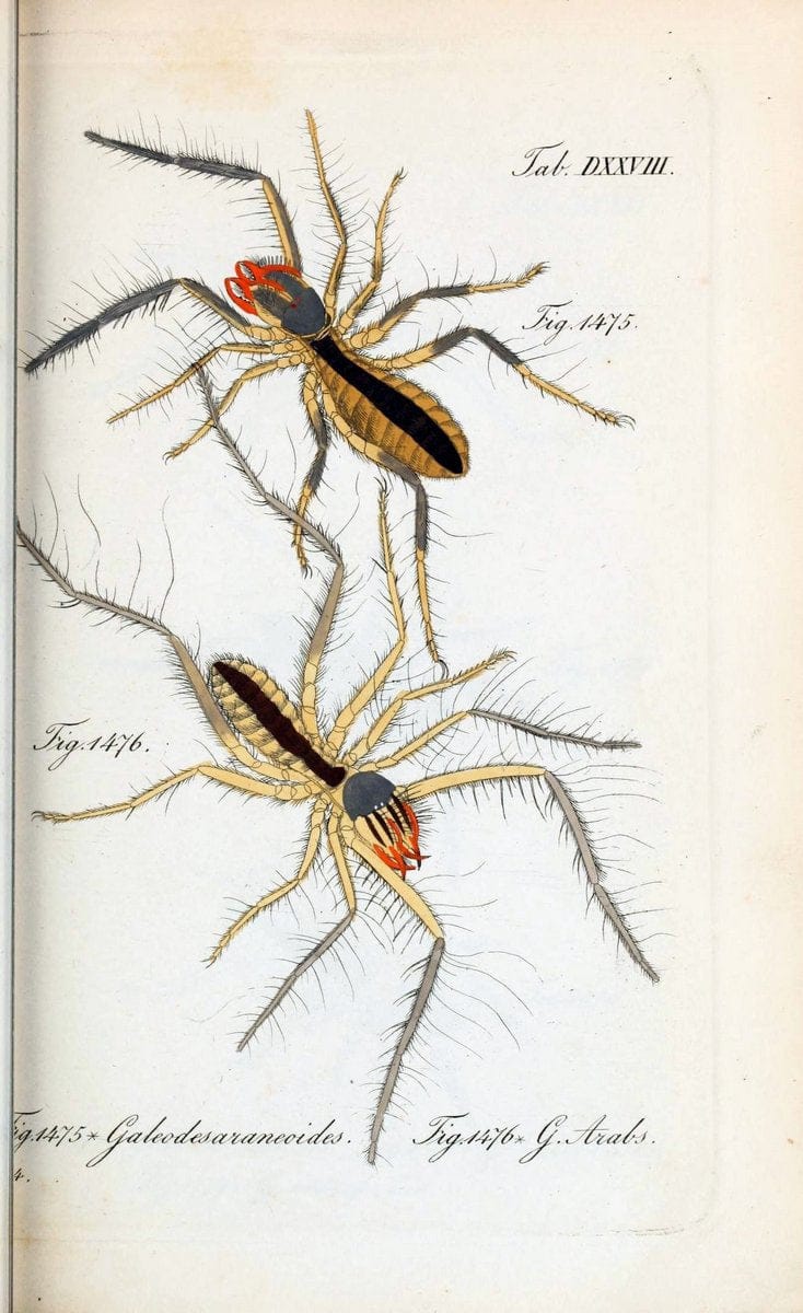 Die Arachniden :.NÃ¼rnberg :In der C. H. Zeh'schen Buchhandlung,1831-1848.  | Arachnida  | Vintage Print Reproduction 470890