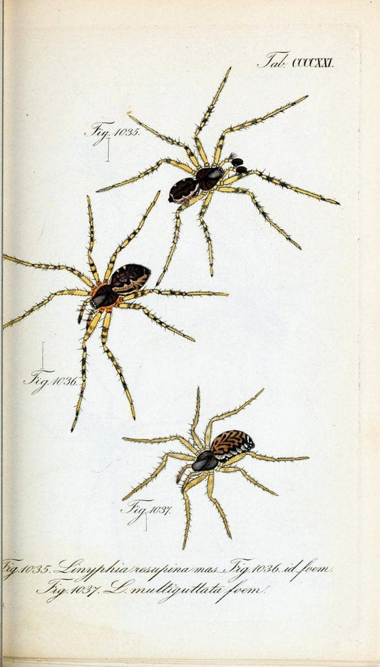 Die Arachniden :.NÃ¼rnberg :In der C. H. Zeh'schen Buchhandlung,1831-1848.  | Arachnida  | Vintage Print Reproduction 470891