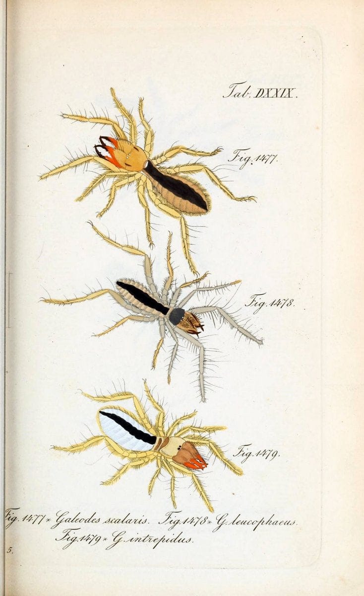 Die Arachniden :.NÃ¼rnberg :In der C. H. Zeh'schen Buchhandlung,1831-1848.  | Arachnida  | Vintage Print Reproduction 470892