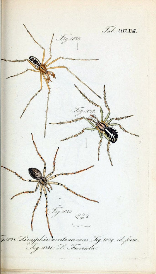 Die Arachniden :.NÃ¼rnberg :In der C. H. Zeh'schen Buchhandlung,1831-1848.  | Arachnida  | Vintage Print Reproduction 470893