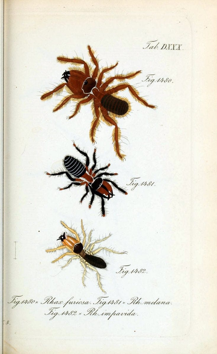 Die Arachniden :.NÃ¼rnberg :In der C. H. Zeh'schen Buchhandlung,1831-1848.  | Arachnida  | Vintage Print Reproduction 470894