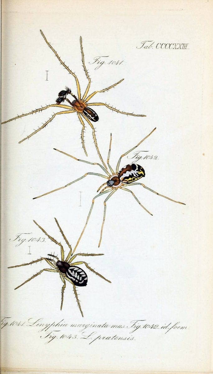 Die Arachniden :.NÃ¼rnberg :In der C. H. Zeh'schen Buchhandlung,1831-1848.  | Arachnida  | Vintage Print Reproduction 470895