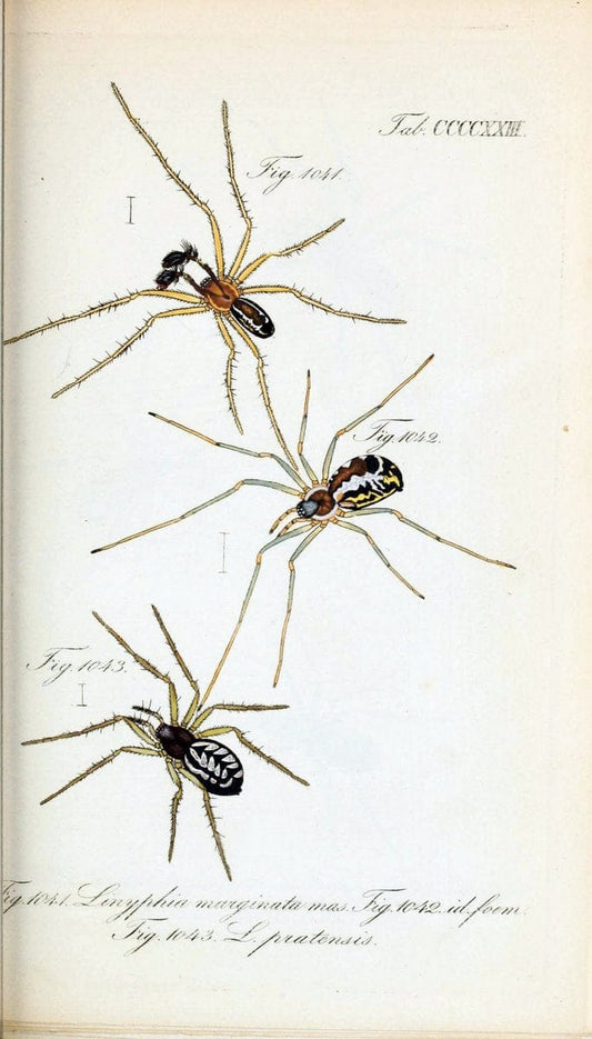 Die Arachniden :.NÃ¼rnberg :In der C. H. Zeh'schen Buchhandlung,1831-1848.  | Arachnida  | Vintage Print Reproduction 470895