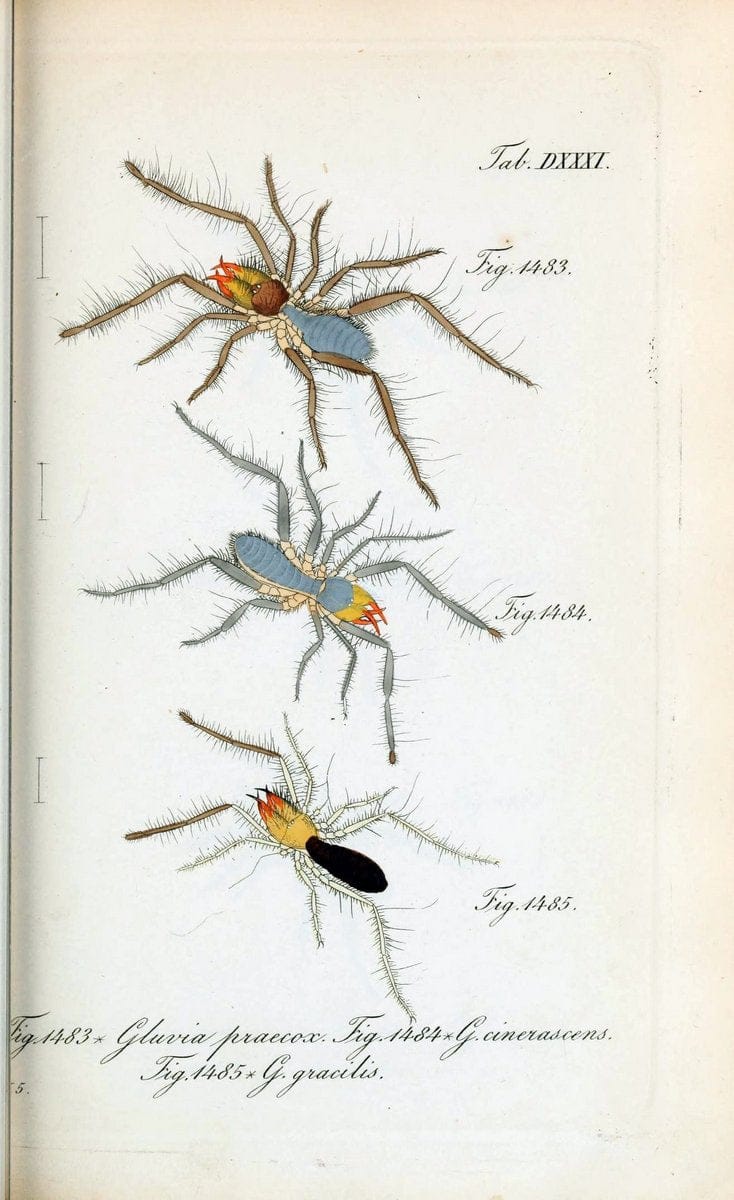Die Arachniden :.NÃ¼rnberg :In der C. H. Zeh'schen Buchhandlung,1831-1848.  | Arachnida  | Vintage Print Reproduction 470896