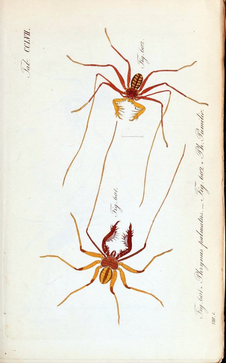 Die Arachniden :.NÃ¼rnberg :In der C. H. Zeh'schen Buchhandlung,1831-1848.  | Arachnida  | Vintage Print Reproduction 470897