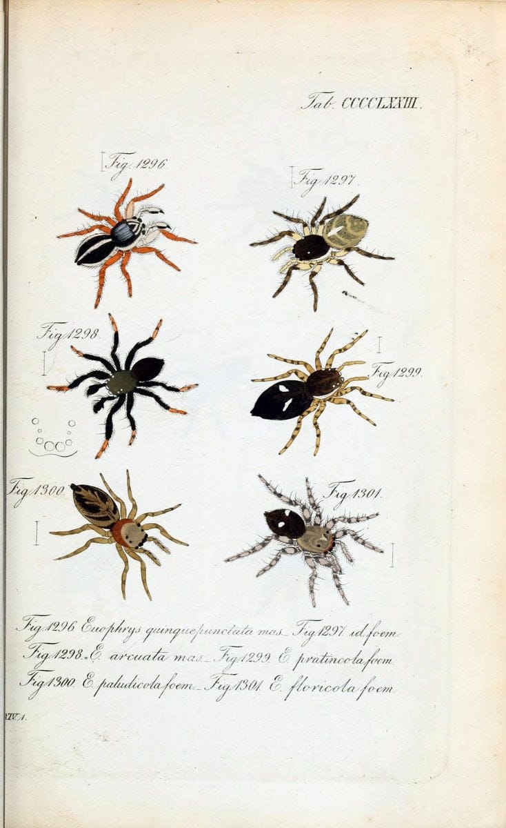 Die Arachniden :.NÃ¼rnberg :In der C. H. Zeh'schen Buchhandlung,1831-1848.  | Arachnida  | Vintage Print Reproduction 470899