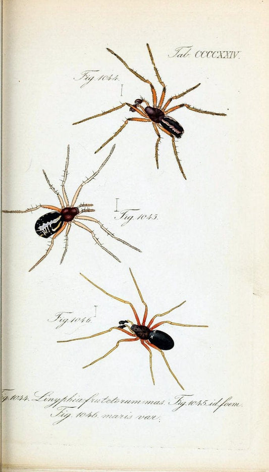 Die Arachniden :.NÃ¼rnberg :In der C. H. Zeh'schen Buchhandlung,1831-1848.  | Arachnida  | Vintage Print Reproduction 470900