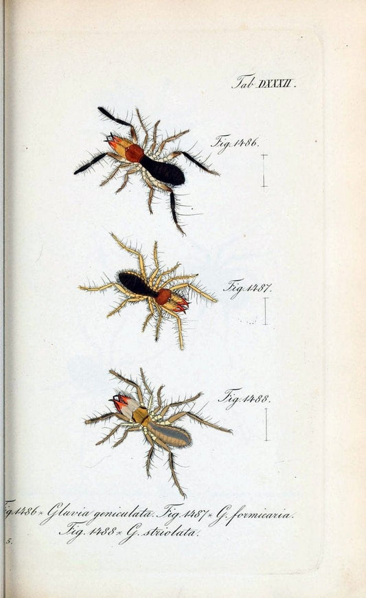 Die Arachniden :.NÃ¼rnberg :In der C. H. Zeh'schen Buchhandlung,1831-1848.  | Arachnida  | Vintage Print Reproduction 470901