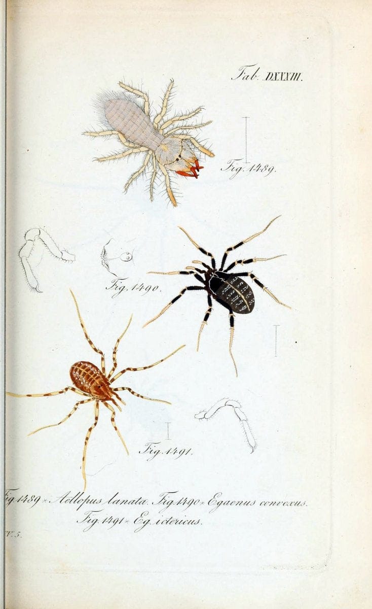 Die Arachniden :.NÃ¼rnberg :In der C. H. Zeh'schen Buchhandlung,1831-1848.  | Arachnida  | Vintage Print Reproduction 470903